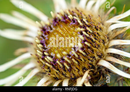 Carline carlina vulgaris (chardon), close up of le centre d'une fleur. Banque D'Images