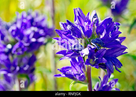 Bellflower campanula glomerata (En cluster), close up d'un seul capitule éclairé parmi d'autres. Banque D'Images