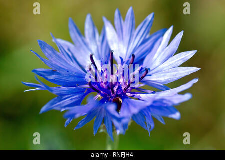 Bleue ou bleuet (centaurea cyanus), gros plan d'une fleur solitaire. Banque D'Images