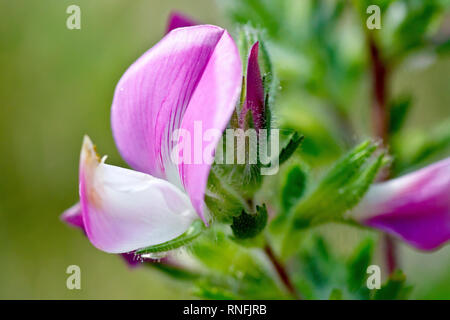 (Restharrow ononis repens), gros plan d'une fleur simple avec bud. Banque D'Images