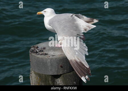 Goéland argenté (Larus argentatus) à Wustrow, côte de la mer Baltique, l'Allemagne. Banque D'Images