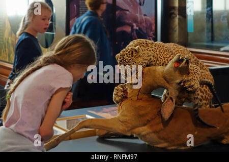 Animaux d'Afrique en peluche dans l'AfricaMuseum / Musée Royal de l'Afrique centrale, de l'ethnographie et d'histoire naturelle Musée de Tervuren, Belgique Banque D'Images