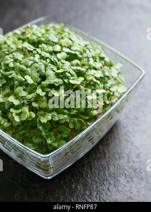 Raab de Brocoli (Brassica rapa var. cymosa) sprouts Banque D'Images