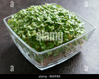 Raab de Brocoli (Brassica rapa var. cymosa) sprouts Banque D'Images