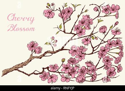 Sakura japonais, Blooming cherry, magnolia ou d'amandes. Fleurs sauvages avec des feuilles. Usine de mariage avec feuilles et bourgeons. Fond herbe printemps botanique Illustration de Vecteur