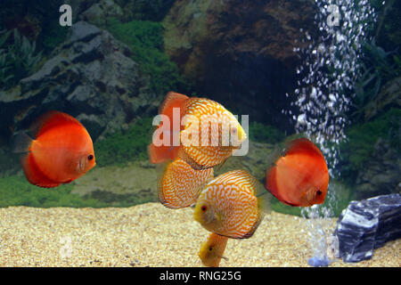 Une belle couleur, rouge, principalement dans l'aquarium poissons discus Banque D'Images