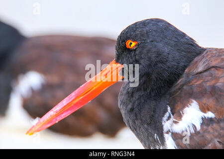 Portrait d'Huîtrier d'Amérique (Haematopus palliatus) sur l'île d'Espanola, parc national des Galapagos, Equateur. Banque D'Images