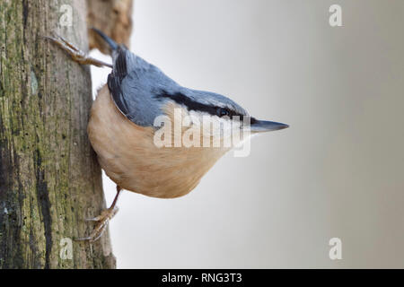 Bulbul à / Europaeischer Kleiber ( Sitta europaea ) perché sur un tronc d'arbre de chêne pourri, regardant autour, en pose typique, de la faune, de l'Europe. Banque D'Images