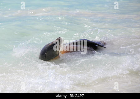 Lion de mer Galapagos jouant dans l'eau à Gardner Bay, l'île d'Espanola, parc national des Galapagos, Equateur. Ces lions de mer se reproduisent exclusivement dans les Galapa Banque D'Images