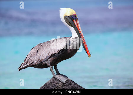 Pélican brun (Pelecanus occidentalis) assis sur un rocher à Suarez point, l'île d'Espanola, parc national des Galapagos, Equateur. Banque D'Images