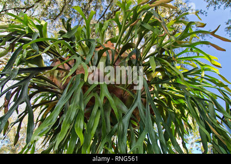 Fougères staghorn 'Platycrium bifurcatum', plante tropicale. Banque D'Images