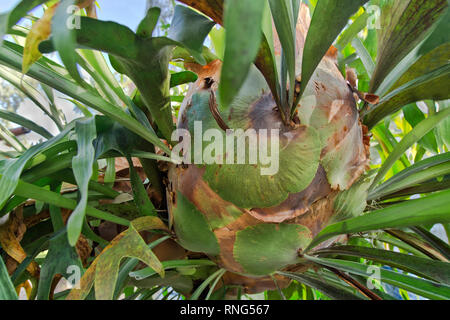 Plante tropicale Platycerium bifuratum de la Fern de staghorn. Banque D'Images