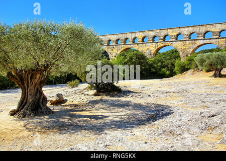 De vieux oliviers à proximité de Pont du Gard, dans le sud de la France. Il est le plus élevé de tous les des aqueducs romains. Banque D'Images