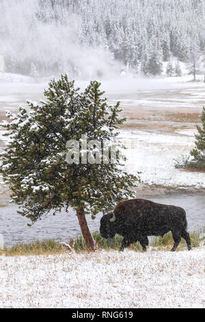 Bison mâle marcher par la rivière Firehole dans une neige, Parc National de Yellowstone, Wyoming, USA Banque D'Images