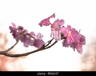 Tabebuia rosea Banque D'Images