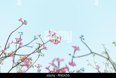Tabebuia rosea, l'arbre à trompettes roses en fleurs Banque D'Images