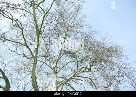 Grand platane arbre en automne - Vue de dessous au début du printemps Banque D'Images