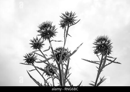 Fleur d'artichaut Vue de dessous - noir et blanc Banque D'Images