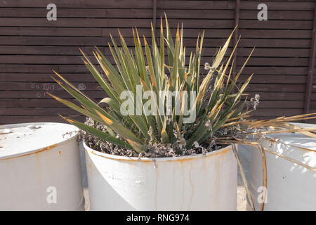 Cactus cultivés dans un jardin de fleurs créatif - un canon de blanc sous l'huile moteur. Banque D'Images