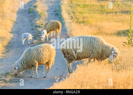 Moutons paissent sur la route dans les rayons du soleil Banque D'Images