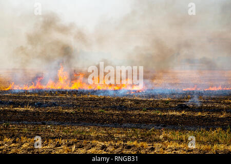 Un feu brûle de chaume dans un champ pour le motif d'une autre culture Banque D'Images