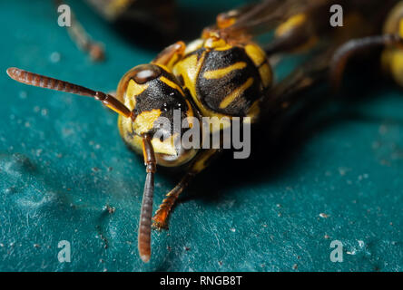La macro photographie de guêpe sur marbre Turquoise Banque D'Images