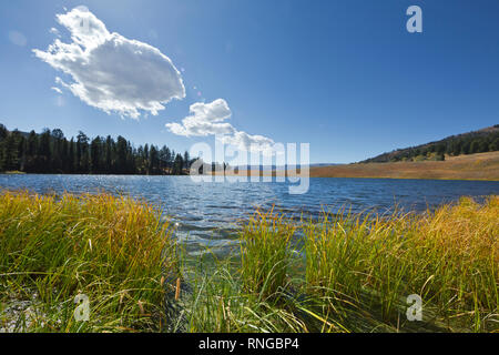 WY03793-00...WYOMING - l'herbe pousse le long des rives du lac à la truite dans le Parc National de Yellowstone. Banque D'Images