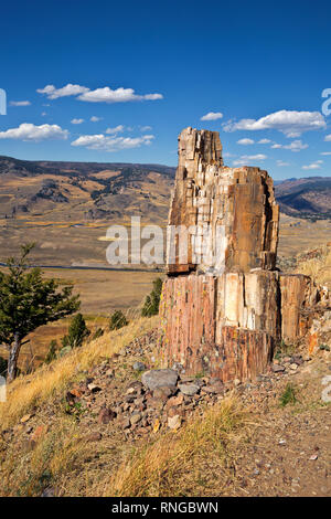 WY03799-00...WYOMING - une souche d'un arbre pétrifié sur une colline exposée sur spécimen Ridge au-dessus de la vallée de la rivière Lamar dans le Parc National de Yellowstone. Banque D'Images