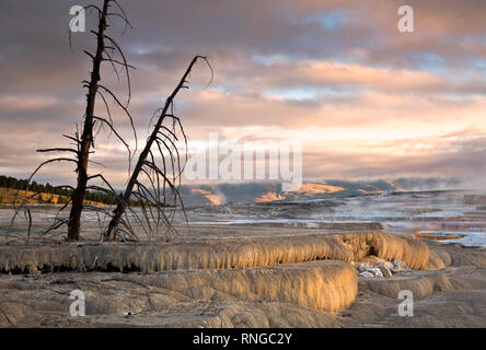 WY03808-00...WYOMING - Lever du soleil sur la terrasse supérieure domaine de Mammoth Hot Springs dans le Parc National de Yellowstone. Banque D'Images