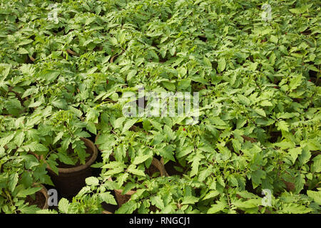 Plantes vertes en pot étant issu de l'agriculture dans l'intérieur de conteneurs de tourbe une serre commerciale Banque D'Images