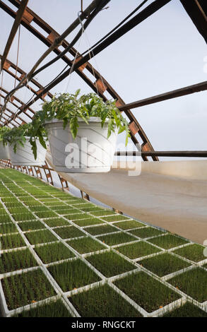 Plantules en plateaux et plantes en pots en suspension dans une serre commerciale. Banque D'Images