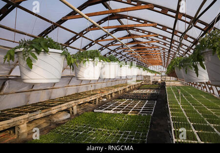 Plantules en plateaux et plantes en pots en suspension dans une serre commerciale. Banque D'Images