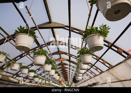 Plantes en pots suspendues dans une serre commerciale. Banque D'Images