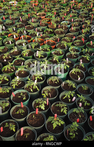 Les jeunes plantes sont cultivées de façon organique dans des pots en plastique vert dans une serre commerciale. Banque D'Images