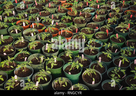 Les jeunes plantes sont cultivées de façon organique dans des pots en plastique vert dans une serre commerciale. Banque D'Images