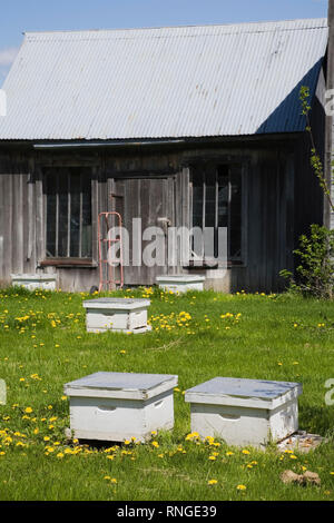 La production de miel des ruches dans un rucher au printemps à la ferme Banque D'Images