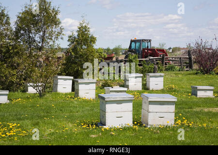 La production de miel des ruches dans un rucher au printemps à la ferme Banque D'Images