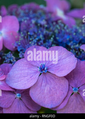 Un full frame close up detail de fleurs Hortensia mauve pourpre ouvert au-dessus du visage sur Banque D'Images