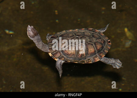 Tortue de long de l'Est Banque D'Images