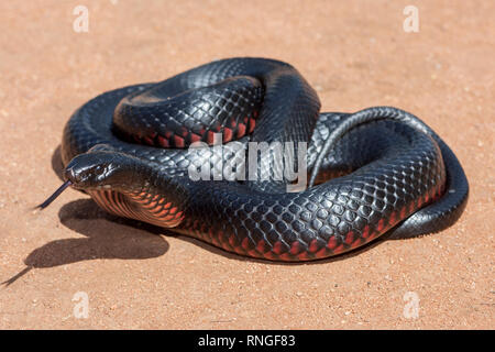 Red-bellied Black Snake Banque D'Images