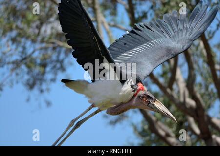 Gros plan d'une cigogne (maraboun crumenifer flamant rose (Phoenicopterus ruber) en vol Banque D'Images