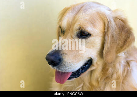 Déco, mon golden retriever, photographiés avec un 50 mm, large ouverture Banque D'Images