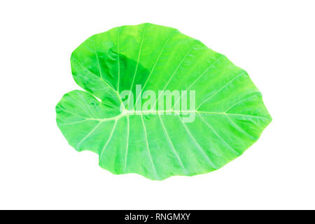 Caladium vert feuille texture background isolé sur fond blanc et chemin de détourage avec copie espace ajouter du texte ( Colocasia esculenta (L.) Schott l'ARAC Banque D'Images