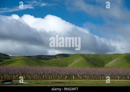 Vergers d'amandiers en hiver Banque D'Images