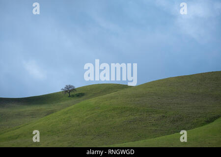 Lone Oak tree sur les collines vertes au printemps Banque D'Images