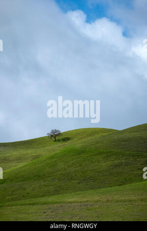 Lone Oak tree sur les collines vertes au printemps Banque D'Images