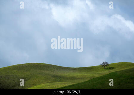 Lone Oak tree sur les collines vertes au printemps Banque D'Images