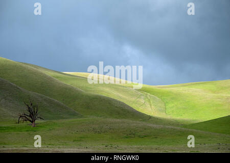 Lone Oak tree sur les collines vertes au printemps Banque D'Images