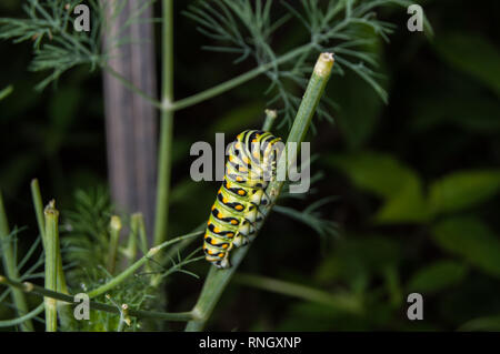 La photo en gros plan d'un Caterpillar Swallowtail noir qui se nourrit d'une plante d'aneth Banque D'Images