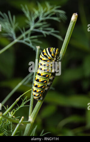 La photo en gros plan d'un Caterpillar Swallowtail noir qui se nourrit d'une plante d'aneth Banque D'Images